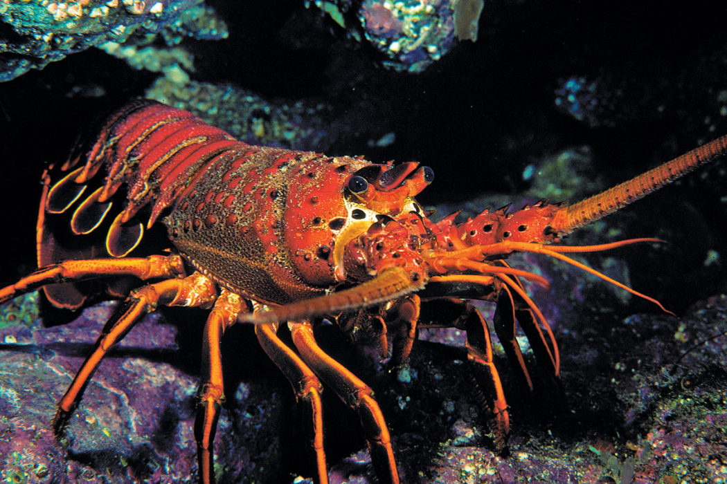 Detail Images Of Lobster Nomer 8