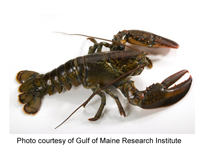 Detail Images Of Lobster Nomer 10