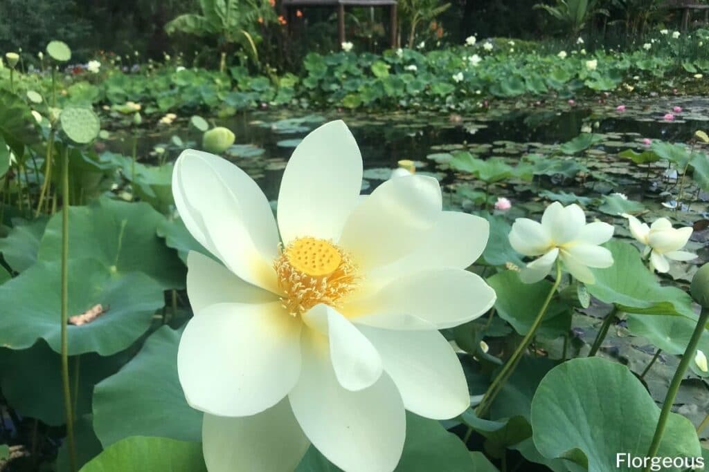Detail Images Of Lotus Flower Nomer 45