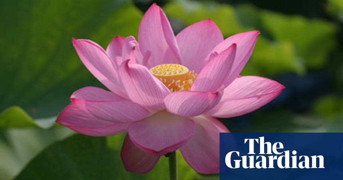 Detail Images Of Lotus Flowers Nomer 23