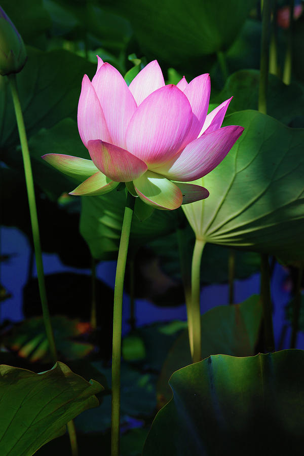 Detail Images Of Lotus Flowers Nomer 25