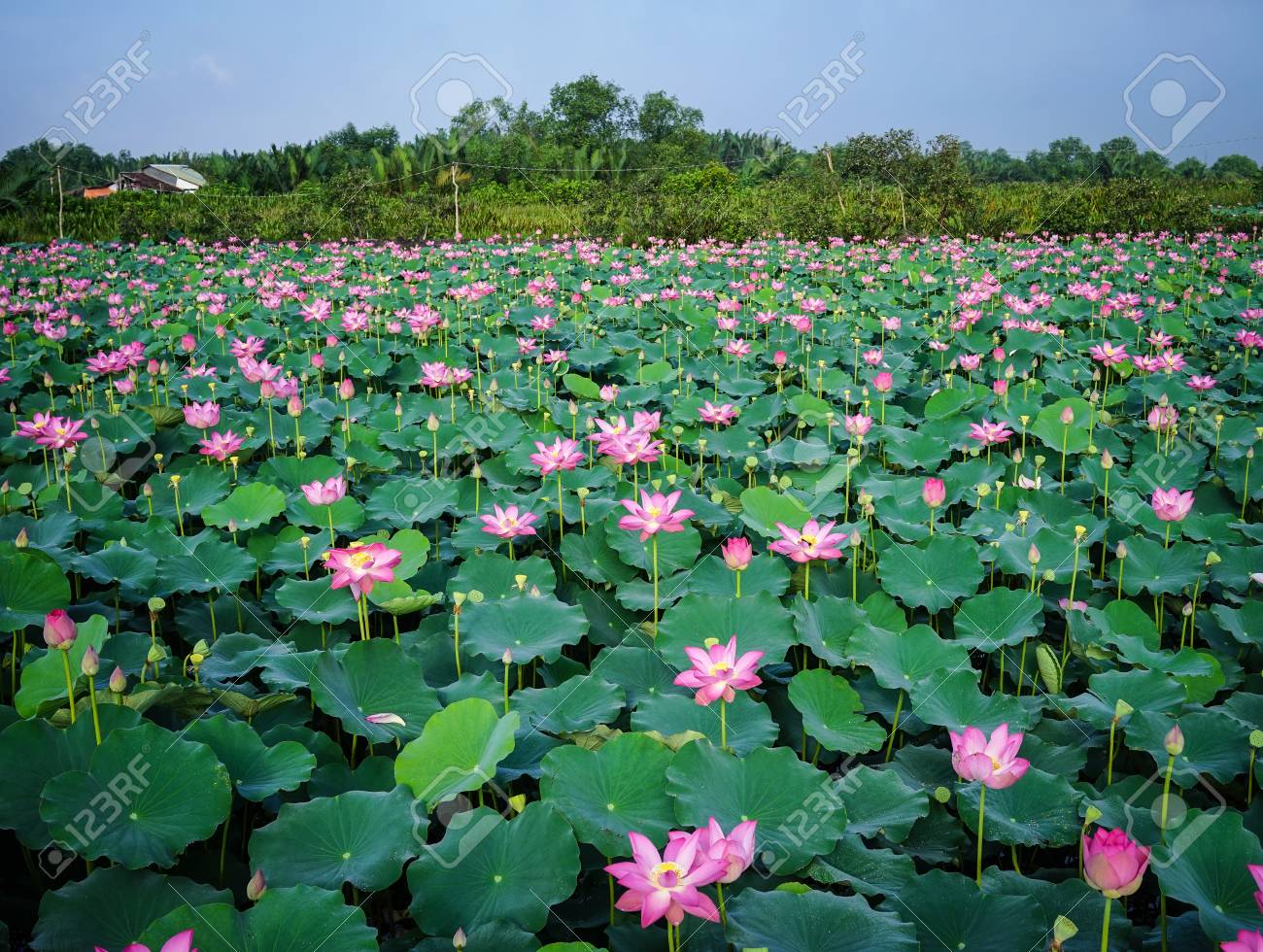 Detail Images Of Lotus Flowers Nomer 28