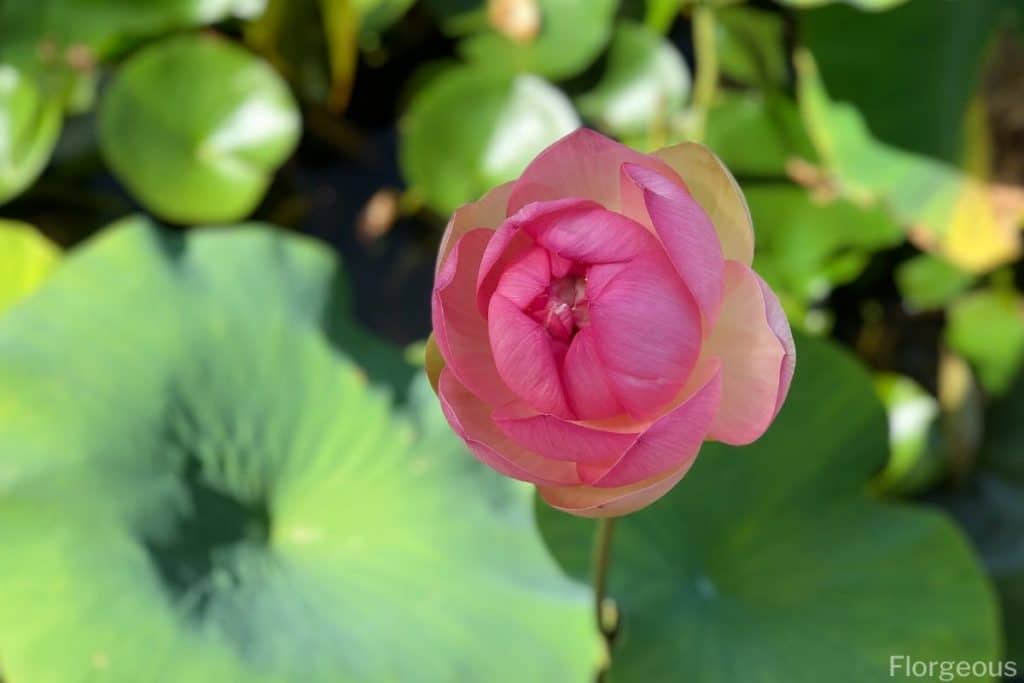 Detail Images Of Lotus Flowers Nomer 35