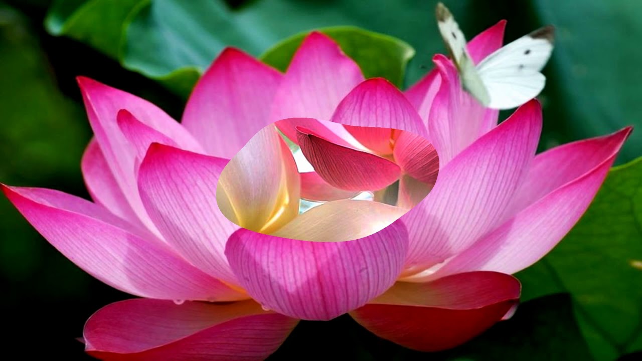 Detail Images Of Lotus Flowers Nomer 37