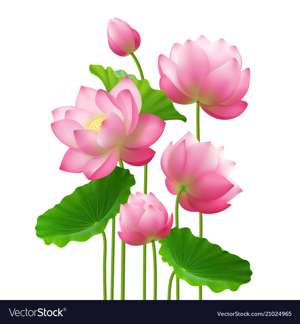 Detail Images Of Lotus Flowers Nomer 38