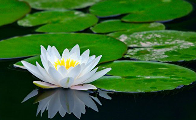 Detail Images Of Lotus Flowers Nomer 48