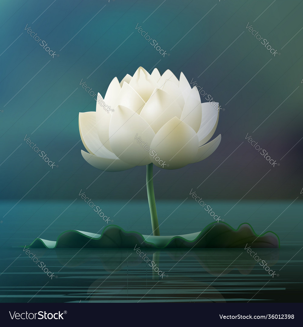 Detail Images Of Lotus Flowers Nomer 49