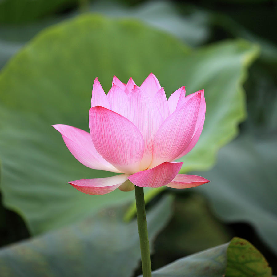 Detail Images Of Lotus Flowers Nomer 52