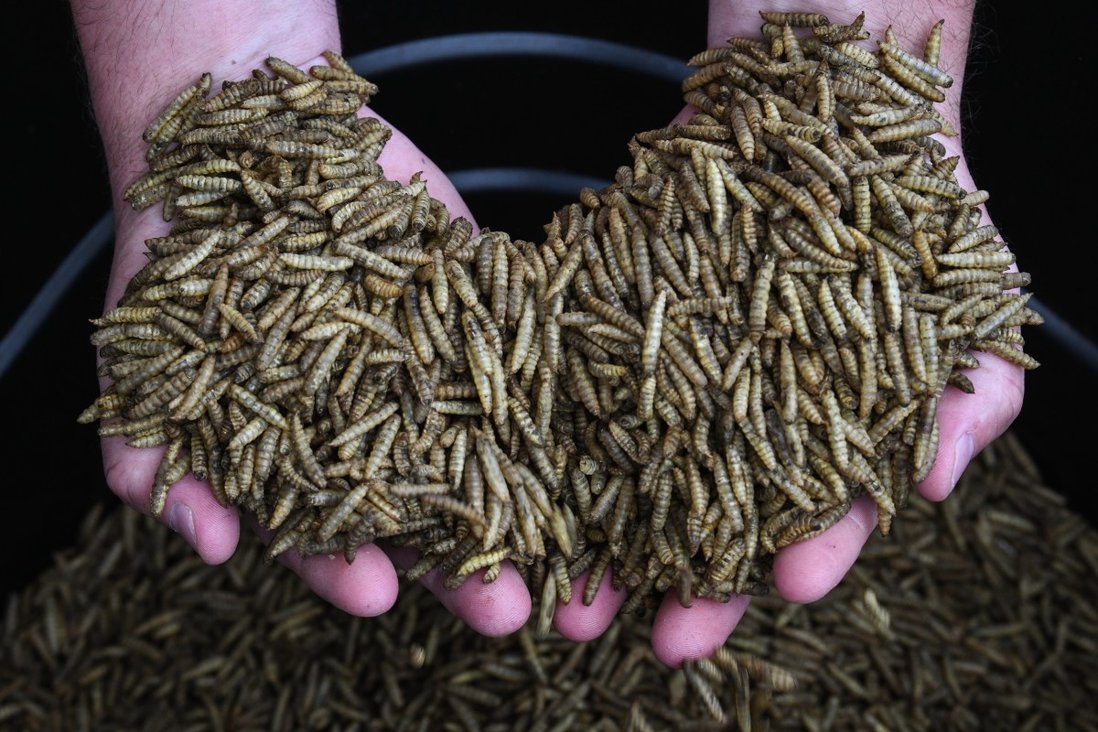 Detail Images Of Maggots Nomer 2