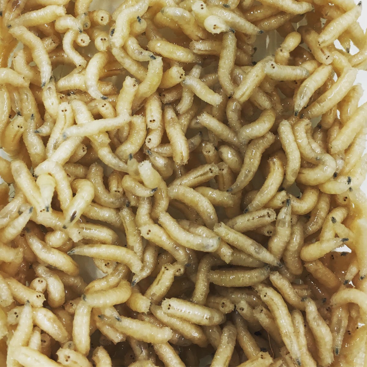 Detail Images Of Maggots Nomer 11