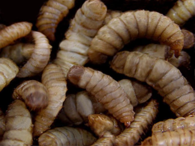 Detail Images Of Maggots Nomer 12