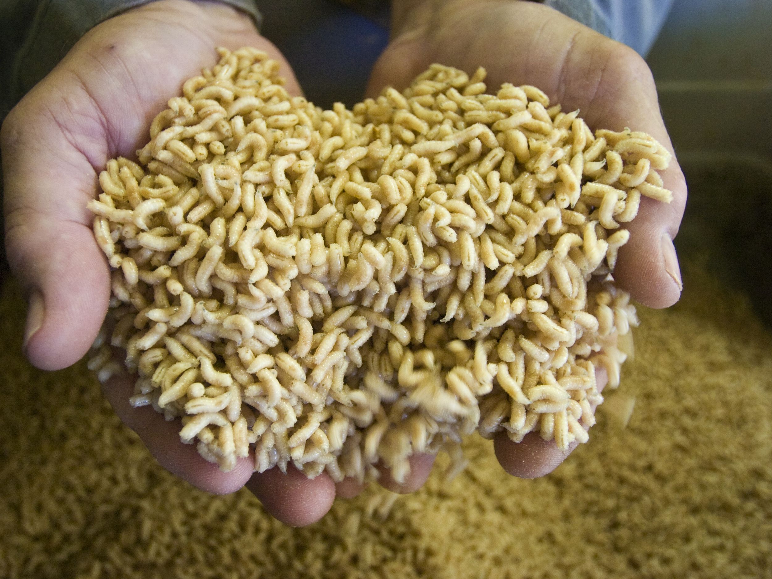 Detail Images Of Maggots Nomer 14