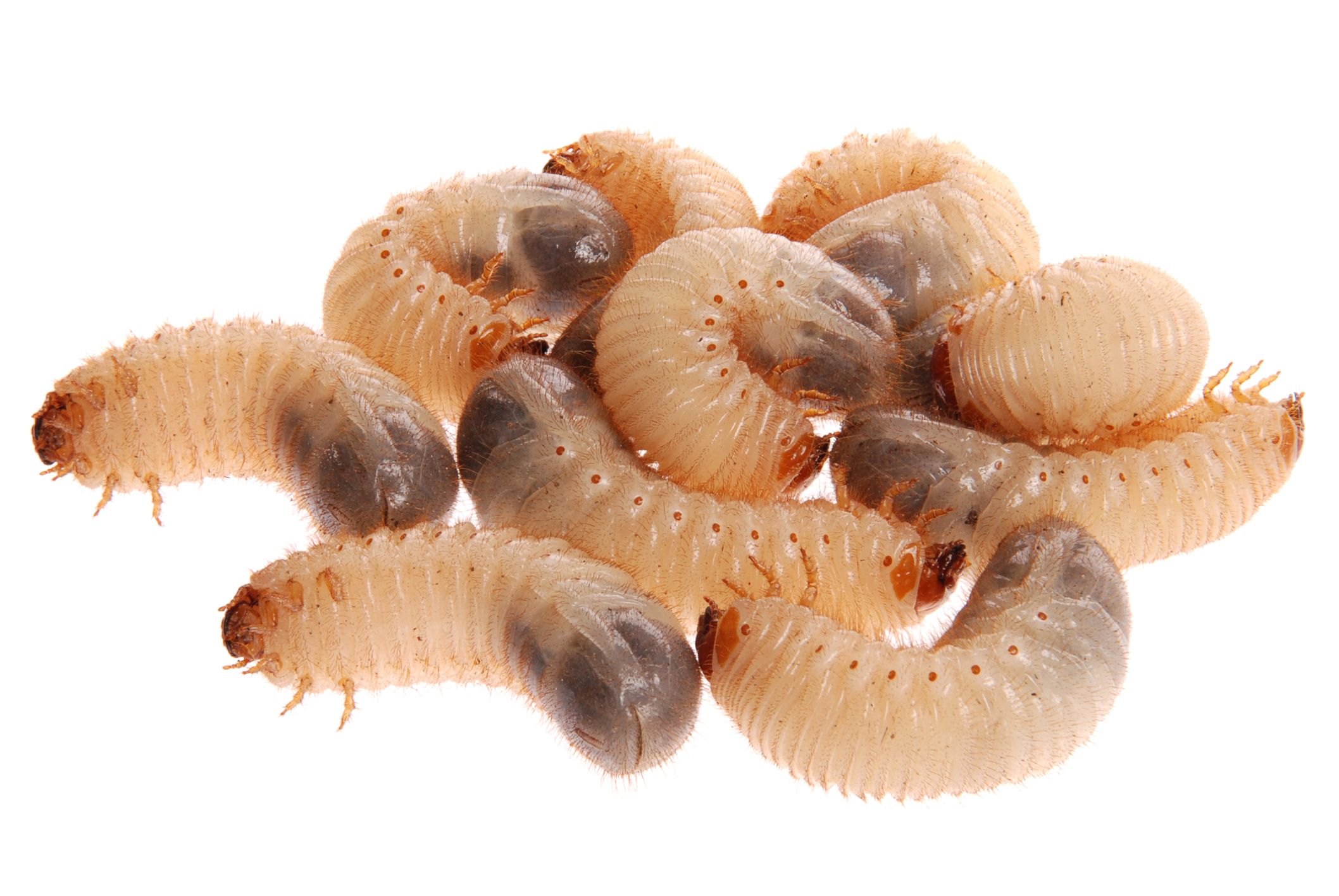 Detail Images Of Maggots Nomer 15