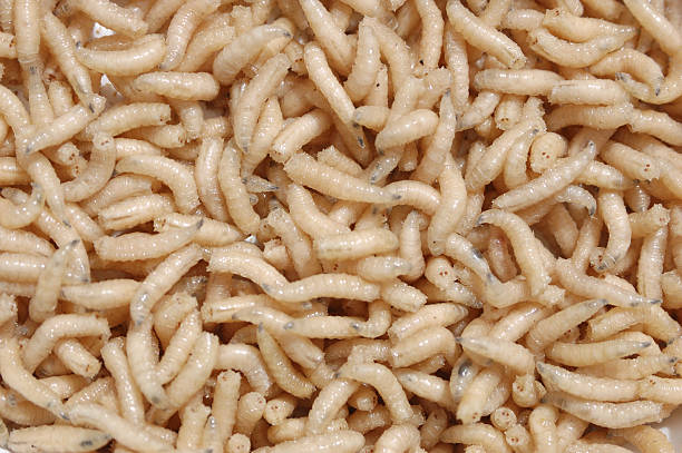 Detail Images Of Maggots Nomer 16
