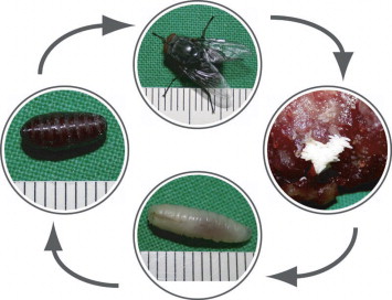 Detail Images Of Maggots Nomer 17
