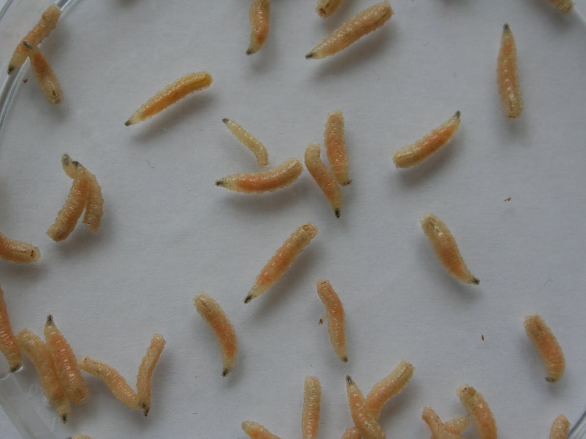 Detail Images Of Maggots Nomer 18
