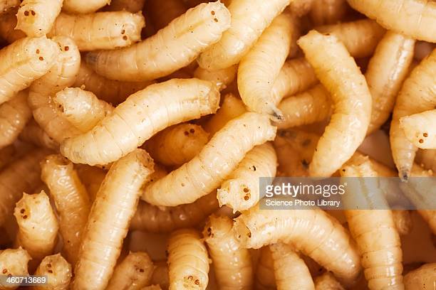 Detail Images Of Maggots Nomer 3