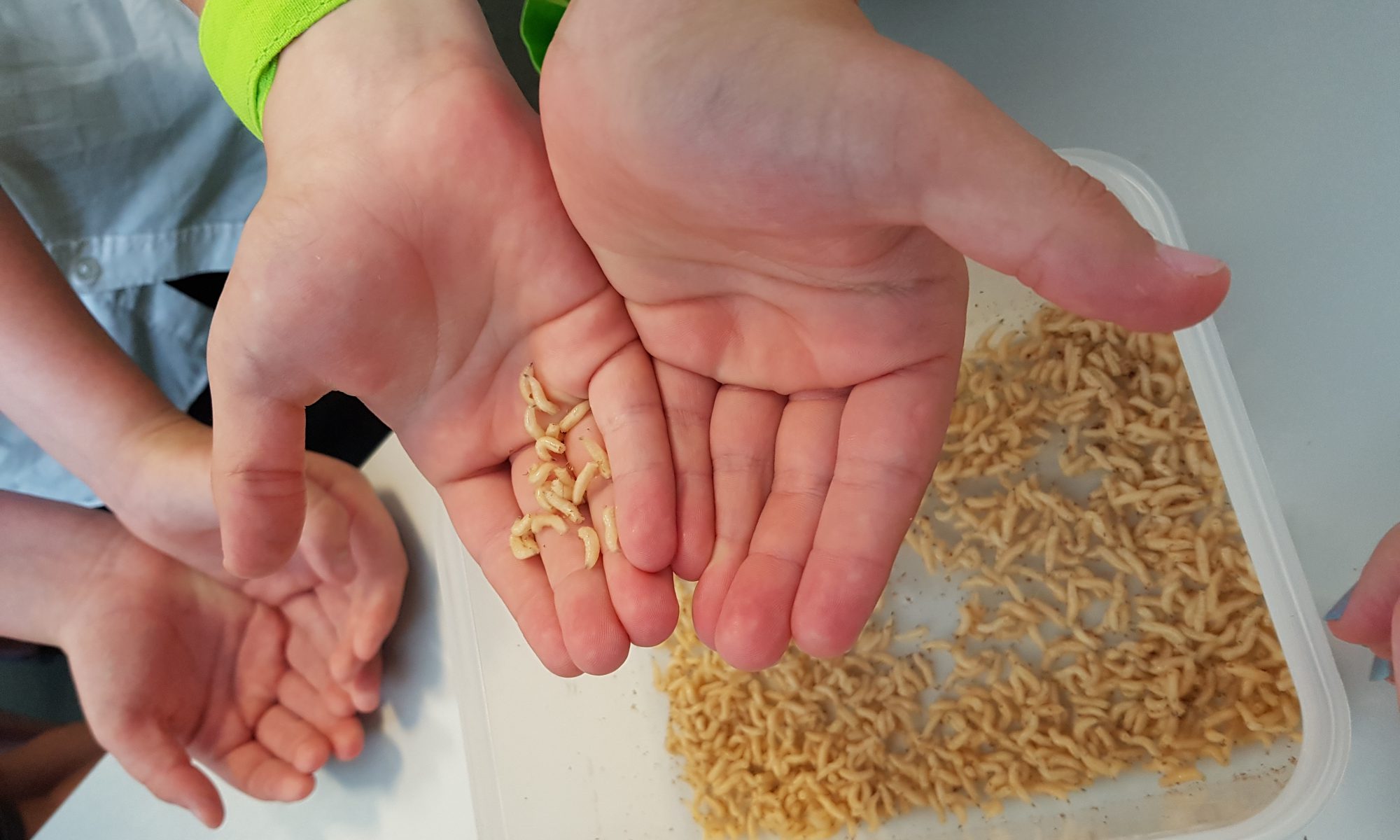 Detail Images Of Maggots Nomer 19
