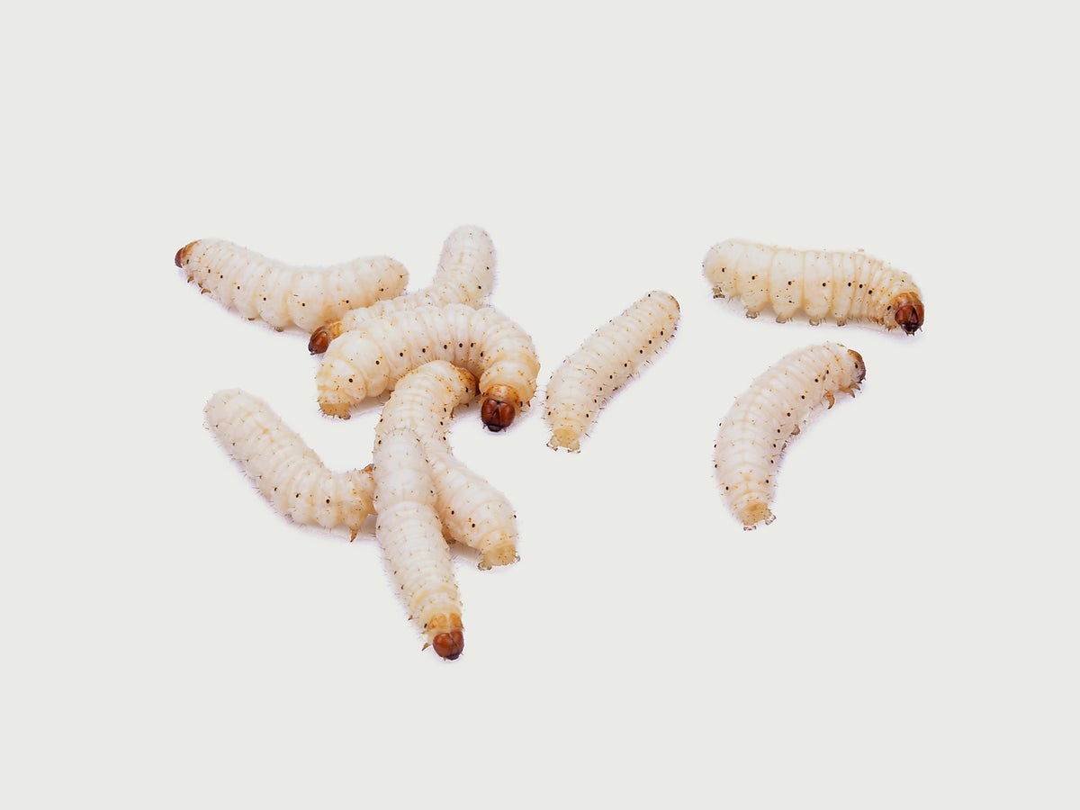 Detail Images Of Maggots Nomer 20
