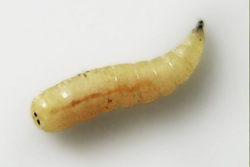 Detail Images Of Maggots Nomer 22
