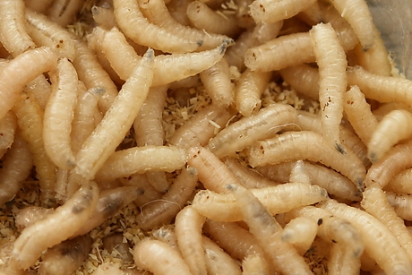Detail Images Of Maggots Nomer 23