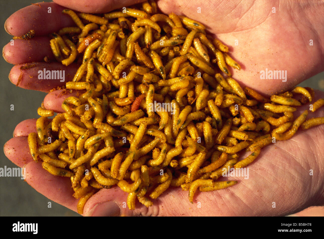 Detail Images Of Maggots Nomer 24