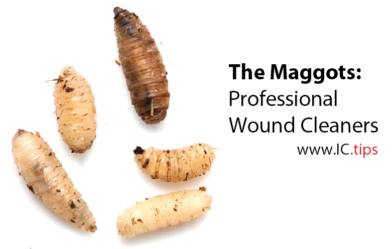 Detail Images Of Maggots Nomer 25