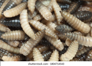 Detail Images Of Maggots Nomer 26
