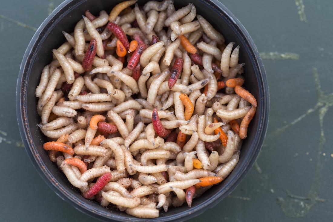 Detail Images Of Maggots Nomer 27