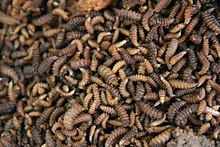 Detail Images Of Maggots Nomer 4