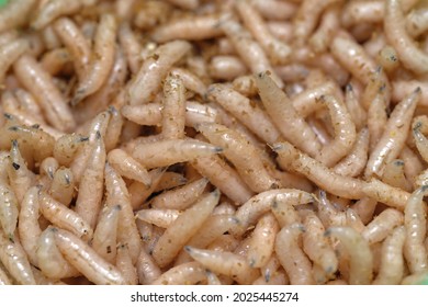 Detail Images Of Maggots Nomer 28