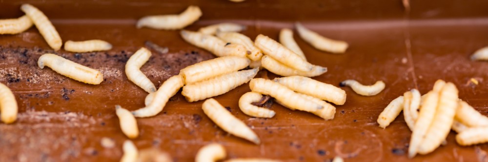 Detail Images Of Maggots Nomer 29