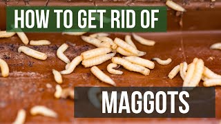 Detail Images Of Maggots Nomer 30