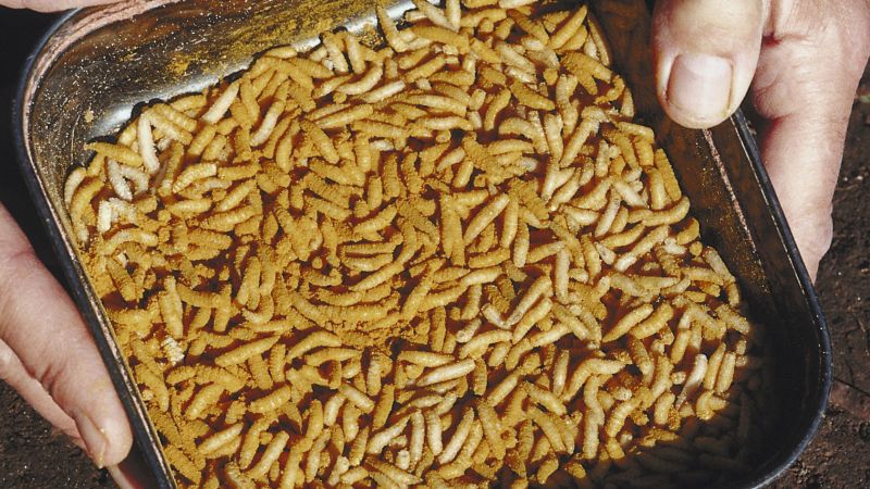 Detail Images Of Maggots Nomer 32