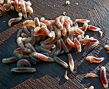Detail Images Of Maggots Nomer 33