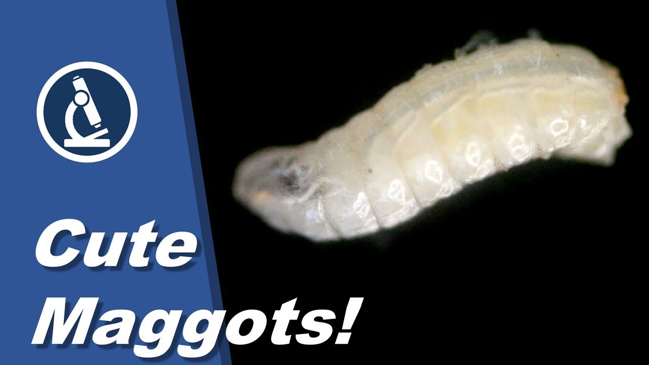 Detail Images Of Maggots Nomer 34