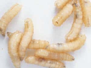 Detail Images Of Maggots Nomer 35