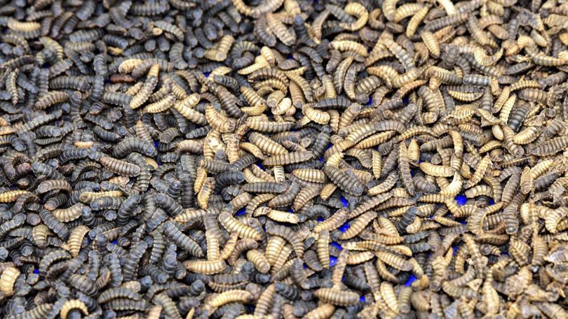 Detail Images Of Maggots Nomer 36