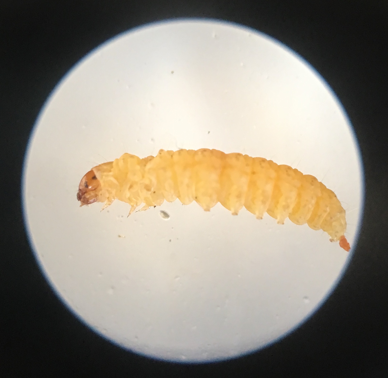Detail Images Of Maggots Nomer 37