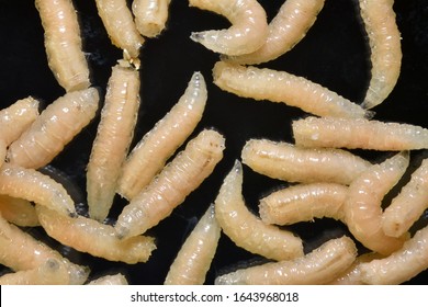 Detail Images Of Maggots Nomer 5