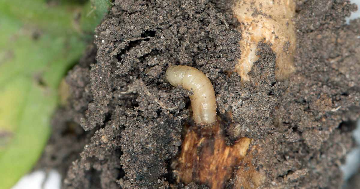 Detail Images Of Maggots Nomer 38