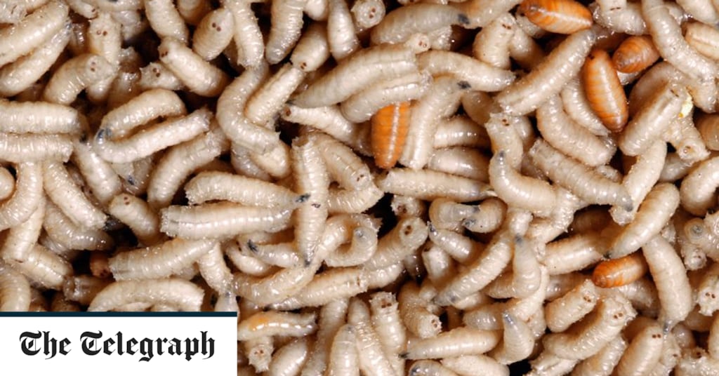 Detail Images Of Maggots Nomer 39