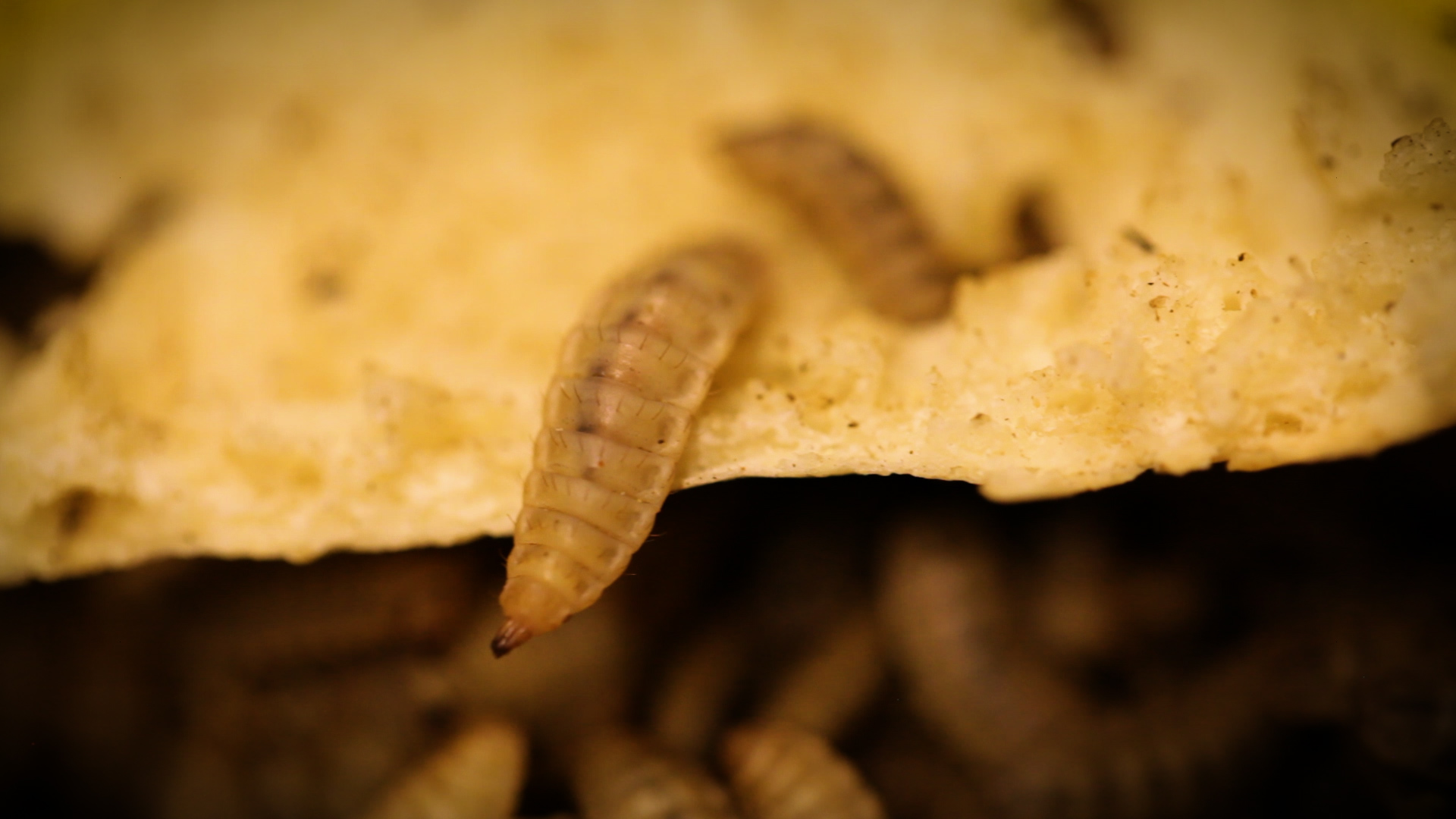 Detail Images Of Maggots Nomer 40