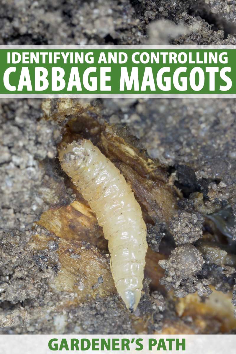 Detail Images Of Maggots Nomer 41