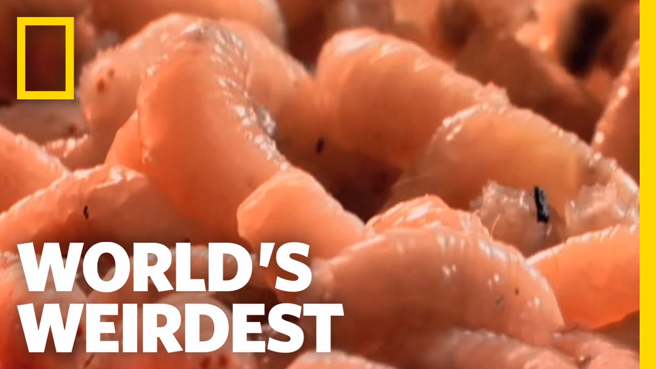Detail Images Of Maggots Nomer 42