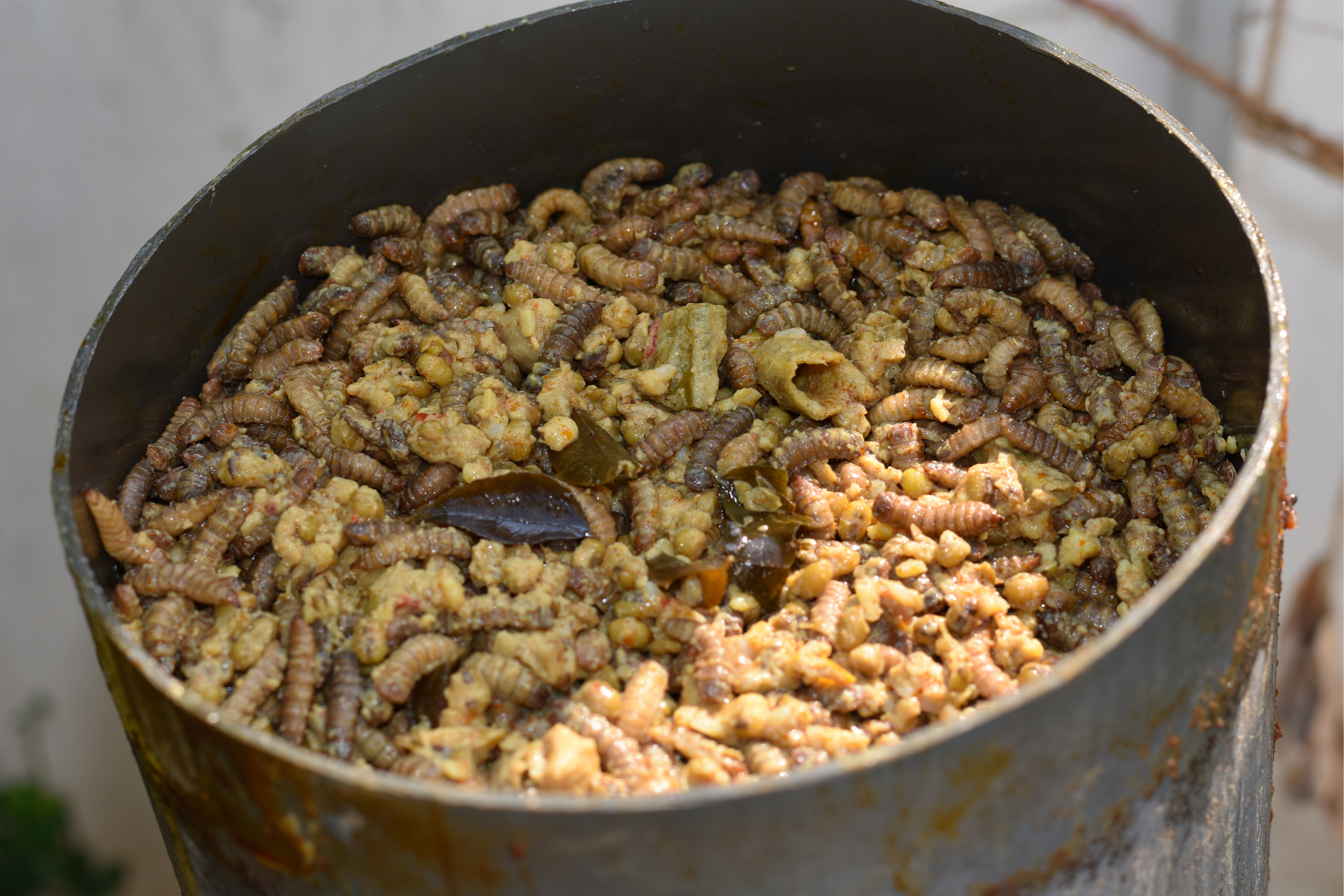 Detail Images Of Maggots Nomer 44