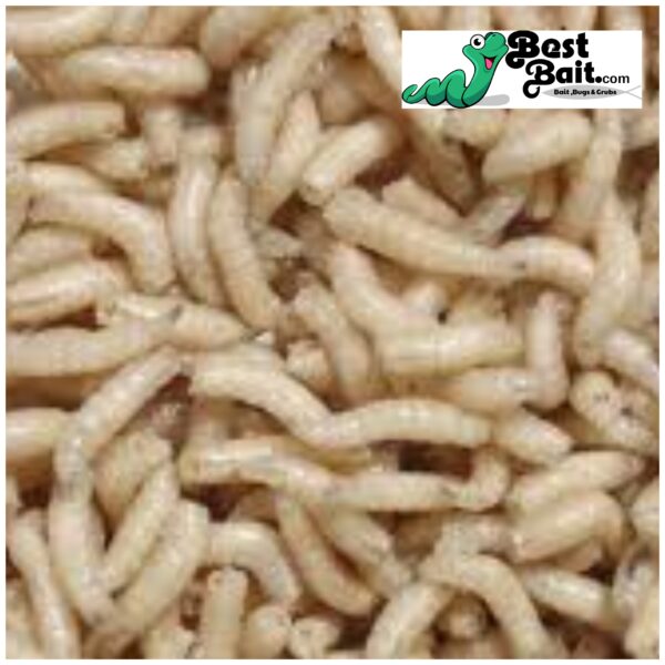 Detail Images Of Maggots Nomer 45