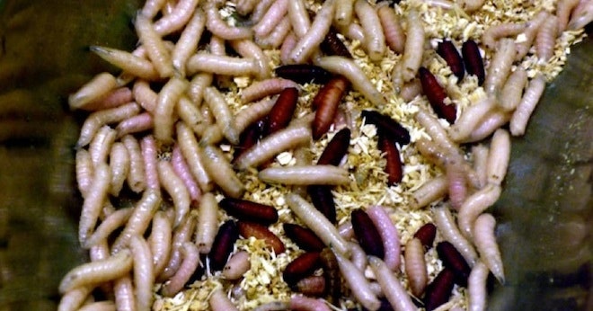 Detail Images Of Maggots Nomer 6