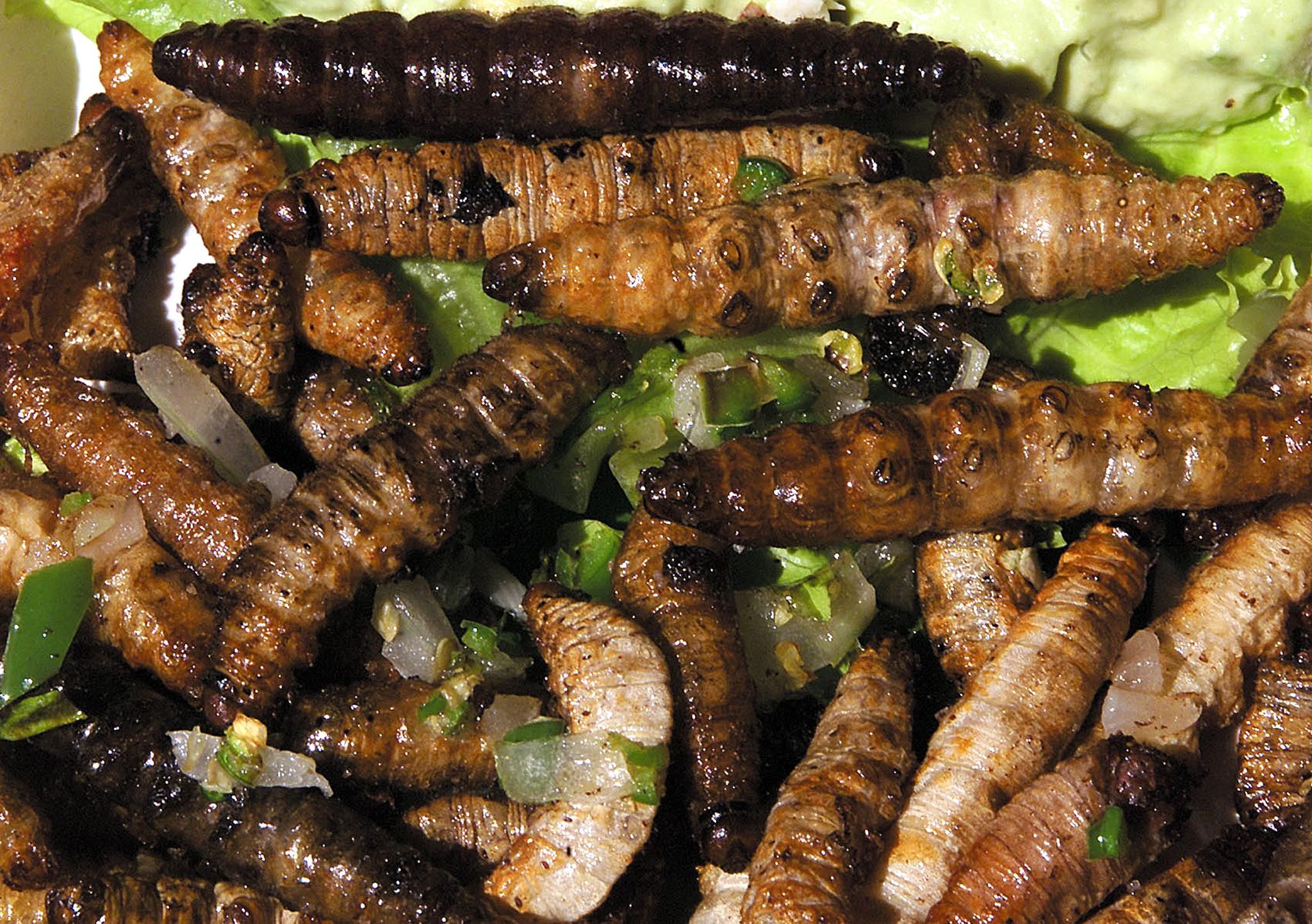 Detail Images Of Maggots Nomer 47