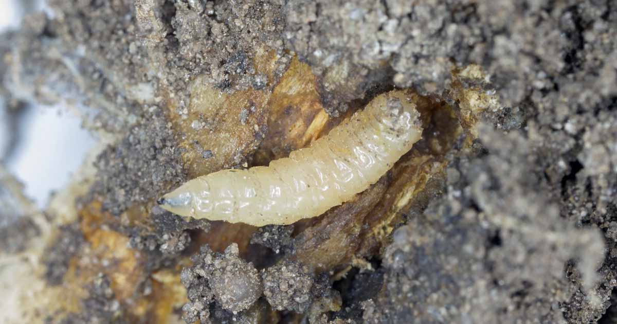 Detail Images Of Maggots Nomer 48